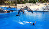 Picture of Dolphin Show Tours in Dahab