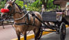 Picture of Luxor Horse Carriage Ride Tours