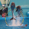 Picture of Dolphin Show Tours in Sharm