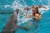 Picture of Swim with the dolphins in Sharm El Sheikh