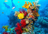 Picture of Ras Mohamed snorkeling trip from Sharm El Sheikh by Boat