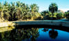 Picture of Siwa Tours Oasis