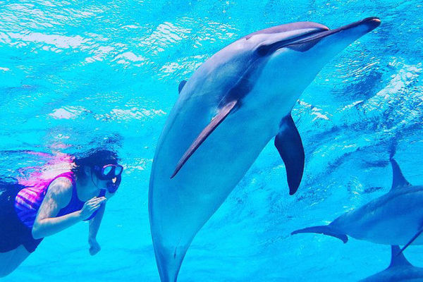 Picture of Marsa Alam Snorkeling at Sataya Dolphin Reefs