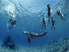 Picture of Marsa Alam Snorkeling at Sataya Dolphin Reefs