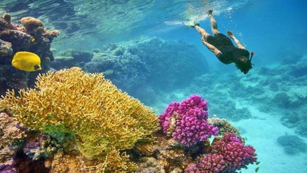 Picture of Sharm El Luli Snorkeling Tours in Marsa Alam