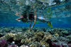 Picture of Sharm El Luli Snorkeling Tours in Marsa Alam