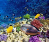 Picture of Porto Ghalib Snorkeling Tours in Marsa Alam