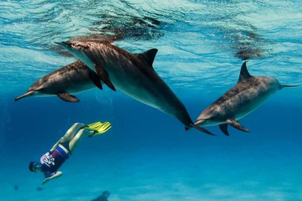 Picture of Trip to Dolphin House in Marsa Alam